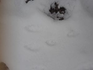 rabbit prints in the snow