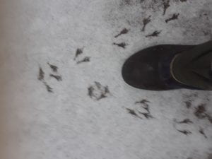 sparrow prints in the snow
