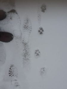 tracks in the snow - boots and dog