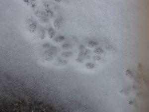 cat paw prints in the snow