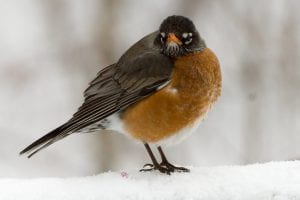 fluffed up robin
