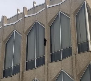 Black squirrel climbing on side of Education Building