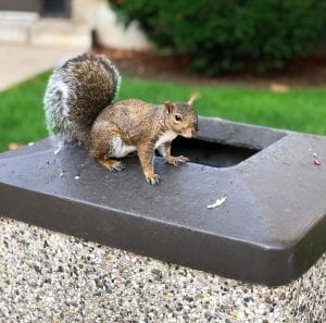 Gray squirrel on campus trash receptacle