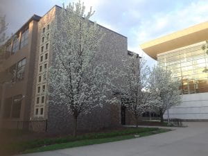 Callery Pear trees at Science Hall