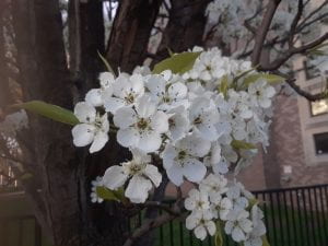 Callery Pear flowers