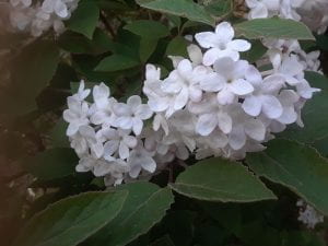 Burkwood viburnum blossoms