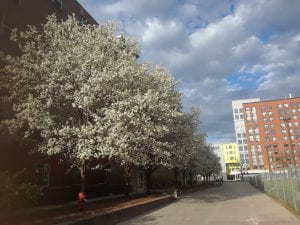 Callery Pear trees